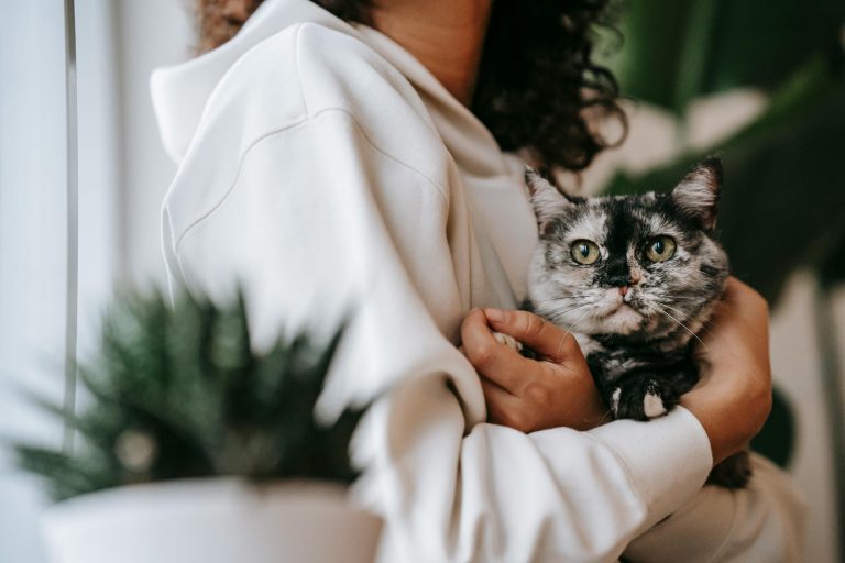 Why Can’t Pregnant Women Change Cat Litter